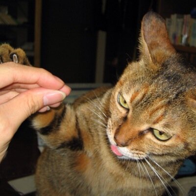 ハーラショ〜