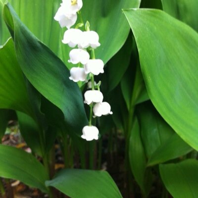 妻業・嫁業・母業一切致しません(笑)二人の娘の巣立ちを応援。 好きな事にまっしぐら〜〜あちこち読み聞かせで出没し、子ども達と共有時間を楽しんでます。 喜怒哀楽が激しく、涙腺緩みっぱなし‼︎ 顔晴ってる人大好き♥︎高校野球大好き⤴︎⤴︎ 勝手な事、時に大毒を吐く母ちゃんです。宜しくです