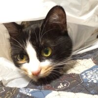 Raizou (@urotamashi) Twitter profile photo