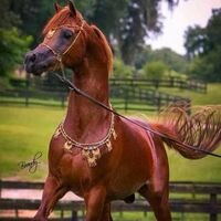 ‏- اللهم انٍي استودعتكَ الأمل القـادم ..♡