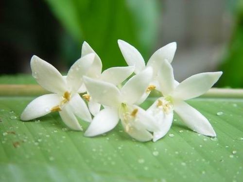 THHealthBeauty's profile picture. wholesale provide products from naterial materials such Herbs Spa products Healthy products Apparel from Thai silk and cotton wooden toys Organic  from THAILAND