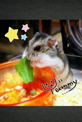 ｼﾞｬﾝｶﾞﾘｱﾝﾊﾑｽﾀｰのナッツ&文鳥のゆきLOVE♡/お友達増やしたいです！フォローお願いします！　　　　　　　