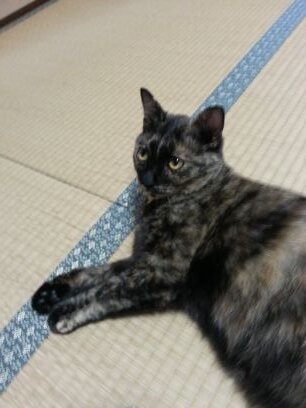 zakkykotokotoni's profile picture. .