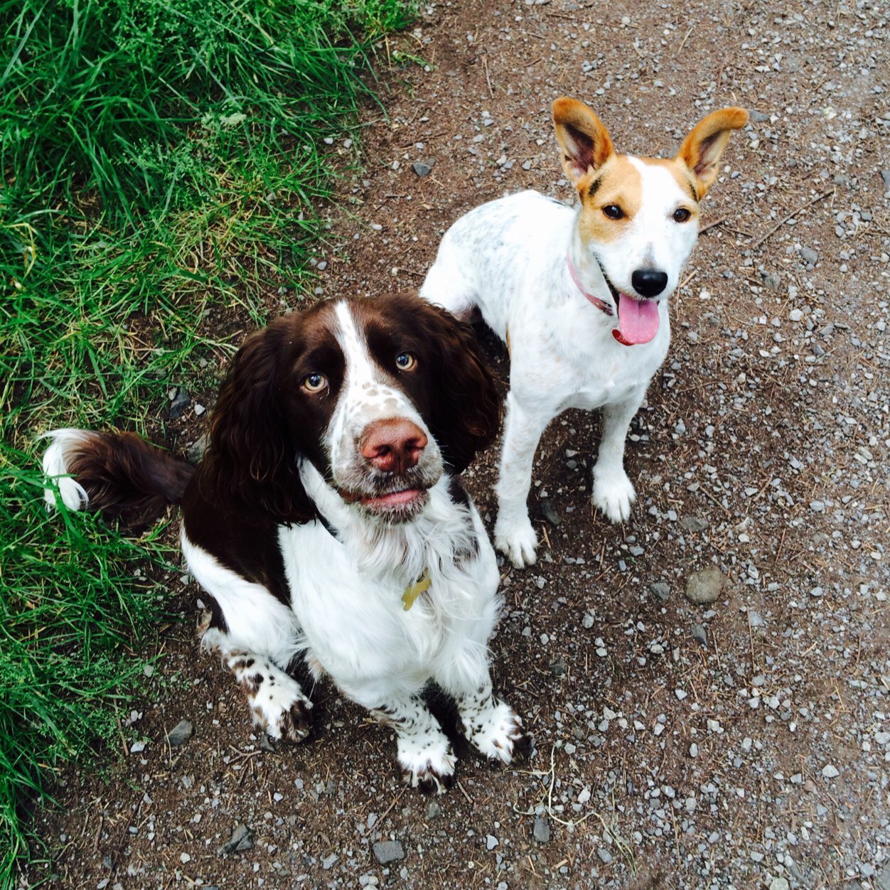 Cheshire based fully insured dog loving dog walkers and pet sitters! Contact: hello@albiandtilly.co.uk 07473399932