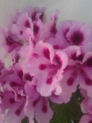 cejaneal's profile picture. 