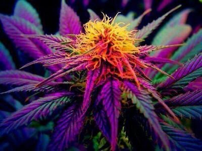 Legalize marjuana medical nel mondo.