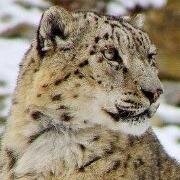 India Wildlife Resorts is a perfect travel guide to explore the real wildlife of India.