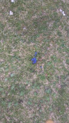 fleur bleue