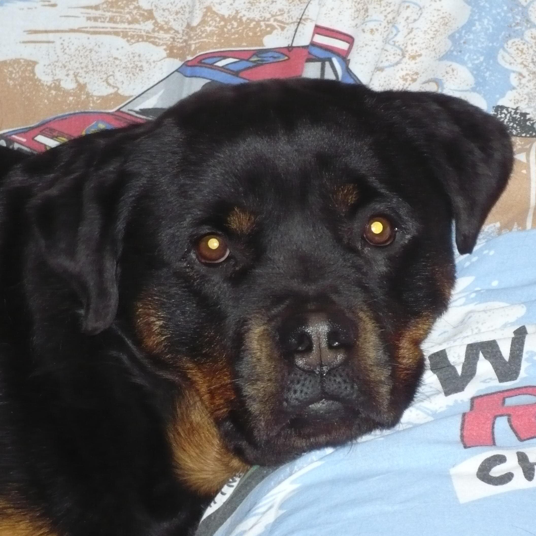 yvh1954's profile picture. 