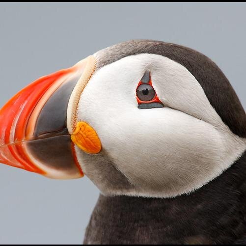 Bleet