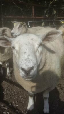 Sheep farmer and works at Liffey Mills Athy