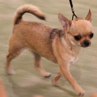 チワワ ブリーダーmettasutendas Mettasutendas1 Twitter チワワ ブリーダーmettasutendas Mettasutendas1 Twitter
