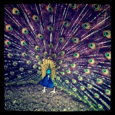 izatzo1986's profile picture. 