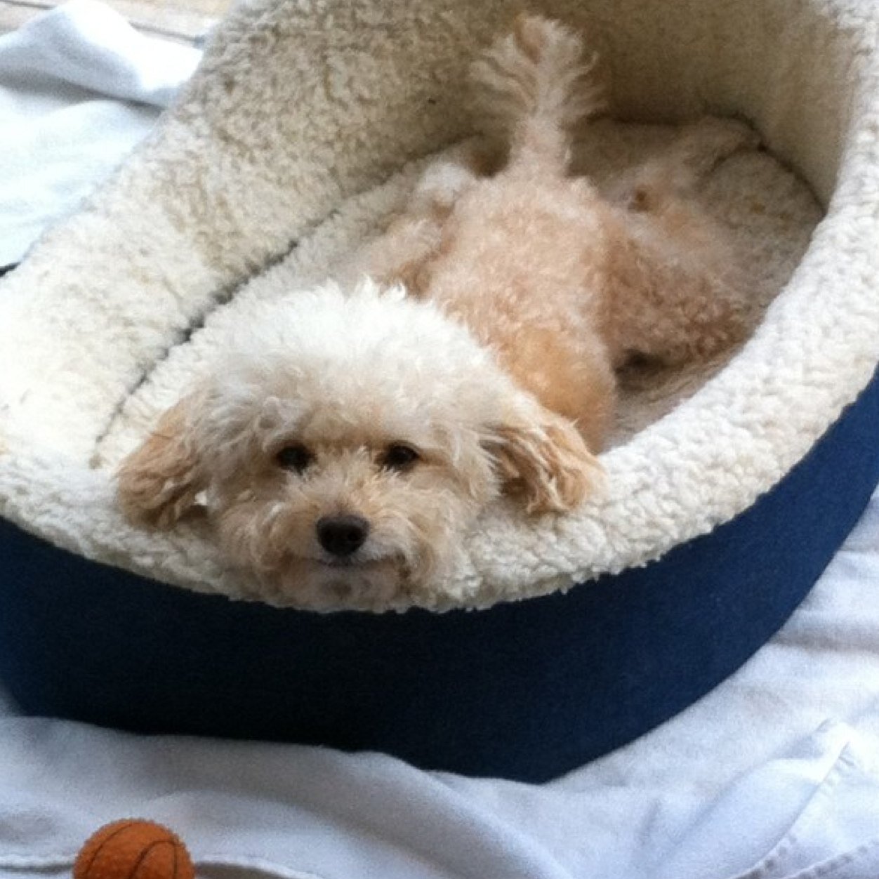 Amo a mis perros, amo a los animales, amo el amor! Life is ONCE! El q no arriesga, no gana!