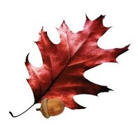 ForestryUSA (@forestryusa) 's Twitter Profile Photo