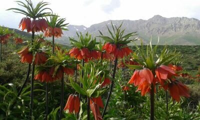 hamidansari5459's profile picture. 