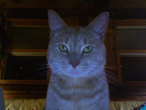 camelhairjenny's profile picture. 