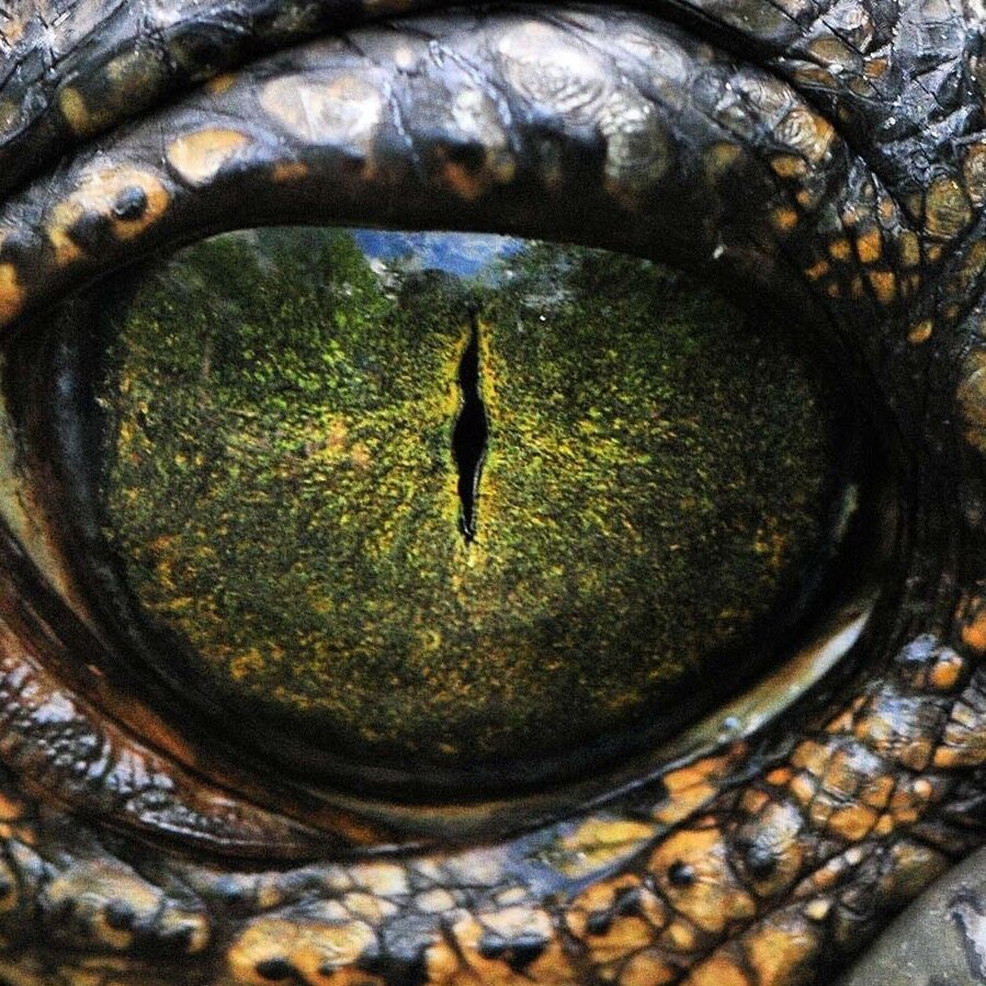CrocodileOKP's profile picture. This artistic endeavor is nothing less than an entirely new form of musical theatre!

Watch this space for more clues and hints of what is to come...