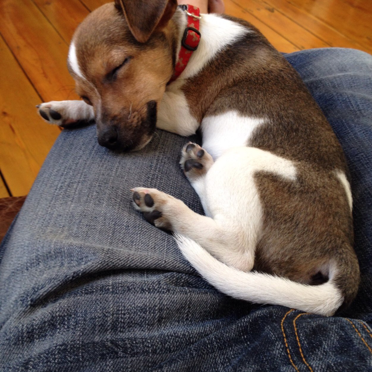 Remarkably cute dog, Greenwich, author of Nelson's Column. Dog of the Day on I Love My Jack Russell