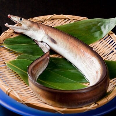 ハモです