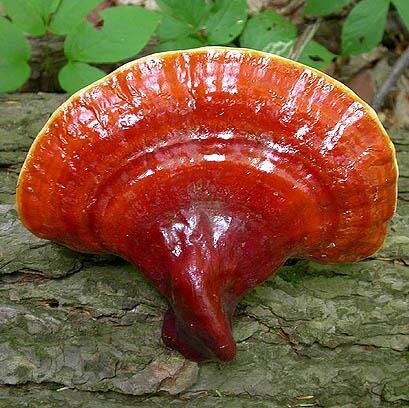 Scarica l'E-Book Gratuito sul GANODERMA / Download Our Free E-Book about GANODERMA