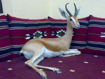 ‏‏بصمت.. ‏متابعة لكل ماهو جديد ومفيد على الساحة..لا أجبر أحد على متابعتي.
