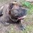 MaximoCaneCorso's profile image