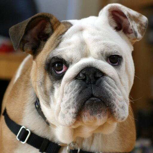 bataviabdoggs's profile picture. 