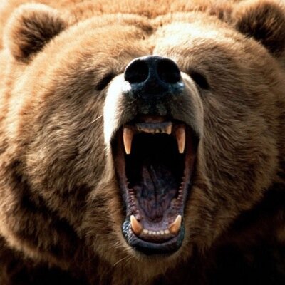 PerlmanBear's profile picture. Fear me