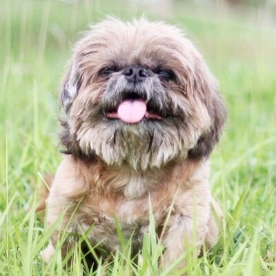 A happiness dog who only has one ear/ Deaf/ 13.9yo/ Shihtzu mix pekingese