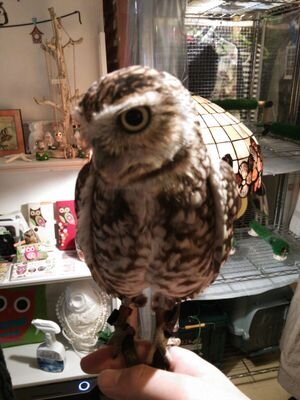 rockmoa's profile picture. 邦楽ROCK・音楽好き。ギター弾いたり歌歌ったり。適当に音楽紹介したり。
syrup16g。the pillows。andymori。