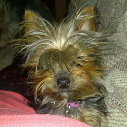 PetsKingdomUG's profile picture. Specialist Pets & Pet Products. Official Royal Canin Distributor for Uganda. Believe in ethical and responsible pet ownership. Love our clients and their PETS!