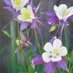 Colo. Columbine GS (@colocolumbinegs) Twitter profile photo