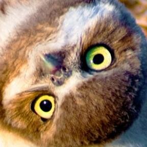 MayconJake's profile picture. Chocobo,Vaan,Penelo,Ashélia,Balthier,Fran,Larsa,Basch,Nanau,Rosso the Crimson,Azul ,Reev,Shalua,Vincent.あなた誰?,당신은 누구인가?,你是誰？,QUEM e voce?,Kdo ste vi?,ποιος είσα