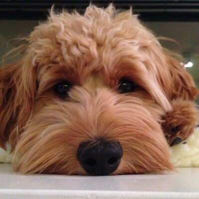 HelloPixelPup's profile picture. Hello, I'm Pixel! Follow me to watch me learn as I grow up.