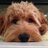 HelloPixelPup's profile image