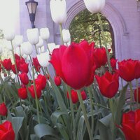 Michael Carroll (@mcarroll_3) 's Twitter Profile