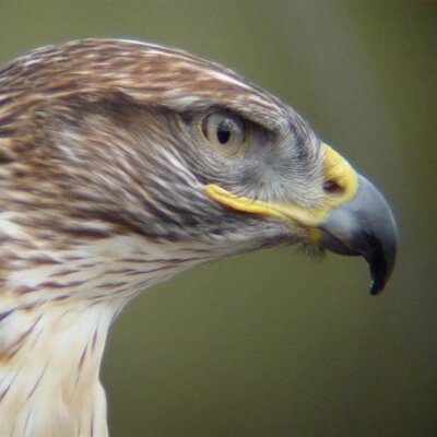 Shitehawk pledges to keep a beady eye on our fatcat friends,news and views Jersey centric, always on the lookout for the next abomination!C U A!