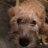 bothedog_bo's profile image