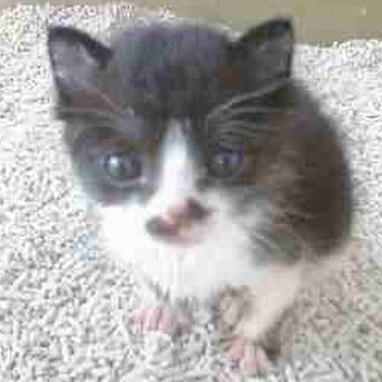 nekomoriya's profile picture. 猫になりたい人間と人間のつもりの猫たち  還暦を機に保護猫活動のお手伝いを開始。少しでも里親探しのお手伝いが出来たら嬉しい！猫たちと共に只今、絶賛成長中♪ #編み物 #リメイク #デニム大好き #猫　#保護猫 #3本足の猫 #猫のいる暮らし #猫がまんなか