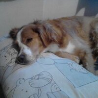 Vengo a mirar (@elqueviste) 's Twitter Profile