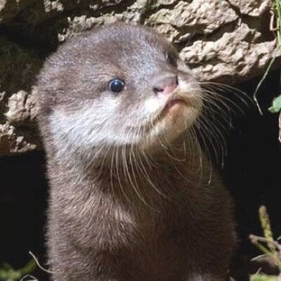 Une Loutre Une Loutre Twitter Une Loutre Une Loutre Twitter