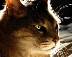 Whisper_Darknes's profile picture. MidnightShade's and SunScar's kit.