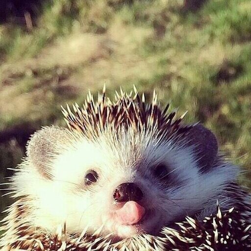 sergei_evseev's profile picture. 