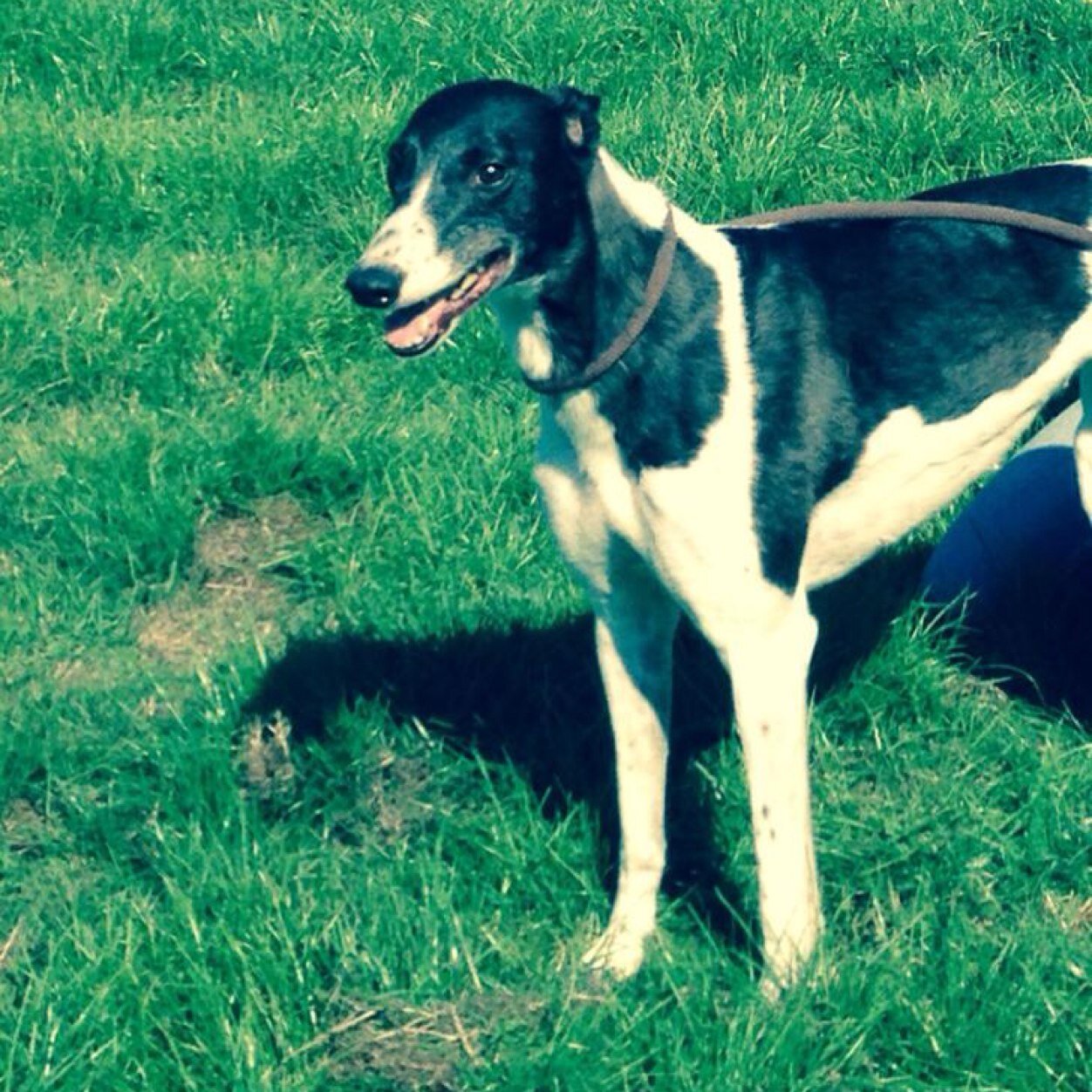 Professional Greyhound racing kennels running at crayford dog track. commited to rehoming retired greyhounds and the welfare of all our beautiful dogs