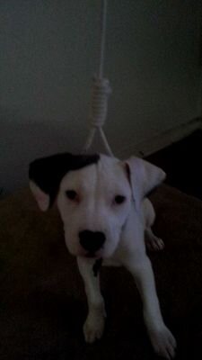 Ipoop5115's profile picture. 