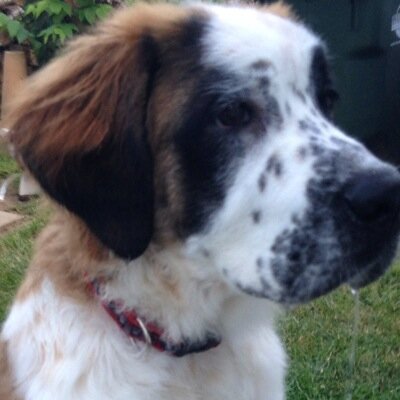 Making pet products to improve the life of pets and pet owners. All natural safe fun treats to help improve bond between animals and pet owners too.