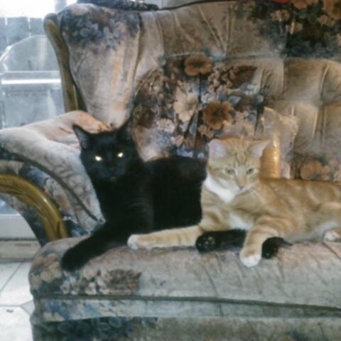 DebbieUlmer3's profile picture. 