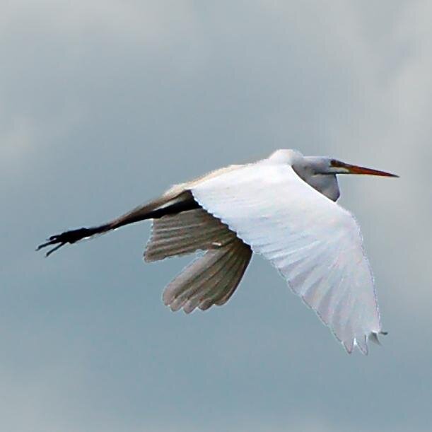 capolarry's profile picture. There is a discovery everyday in life.