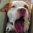 Abbie Watson - @teacheraw22 - Twitter